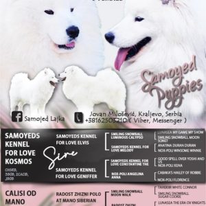 Samojed prelepi štenci