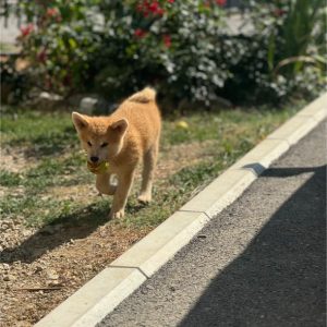 Japanska Akita štenci