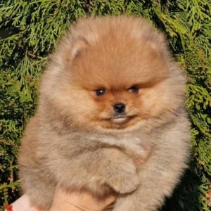 Pomeranac BOO medvedići