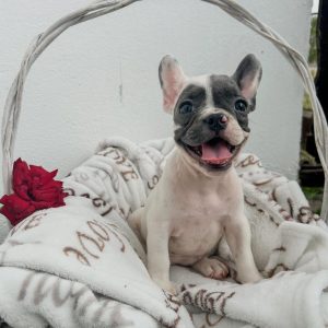 Francuski Buldog štenci