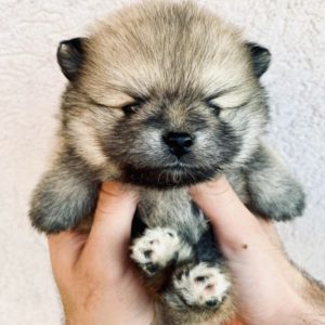 Pomeranac prelepi štenci