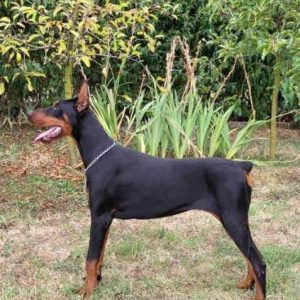 Doberman ženka