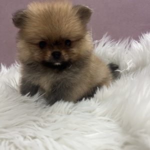 Pomeranac BOO medvedići