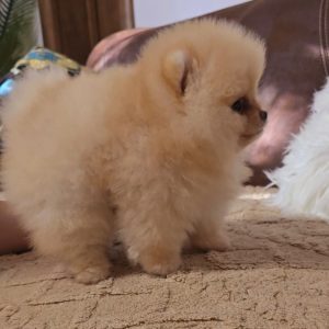 Pomeranac prelepi štenci