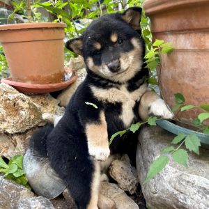 Shiba Inu Štenci