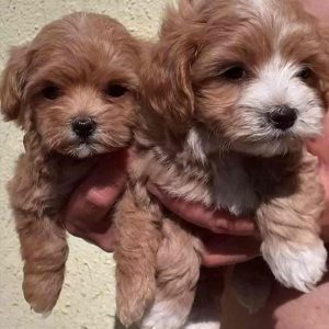 Mini Maltipoo štenci