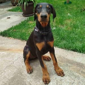Doberman-štenci