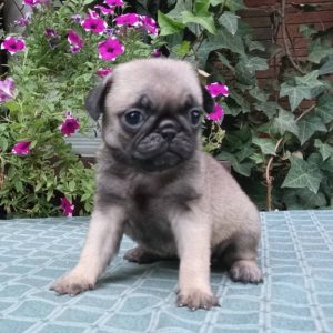 MOPS stenad