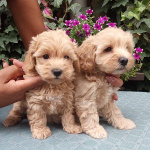 MALTIPOO stenad
