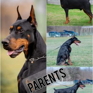 Doberman puppies for sale