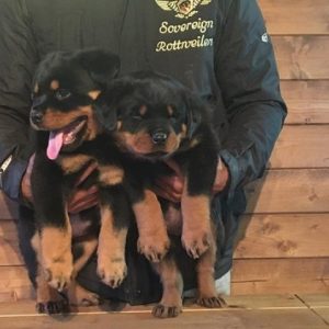 Awsome Rottweiler Štenci +44 7482162214 Sjajni štenci rotvajlera Na prodaju imam 2 steneca rotvajlera i zenku. Odgajan u kući sa psima, mačkama i djecom. Štenci su veterinarski pregledani, primili su prvu injekciju, mikročipirani i očišćeni su od buva i glista. (bangsbrown0@gmail.com) +44 7482162214
