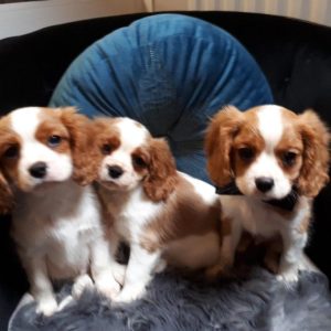 Štenci Cavalier King Charlesa+44 7482162214 Otišli su samo preslatki mužjaci, štenci spremni za svoje nove domove pune ljubavi. Oni su pedigre i reg. kinoloških kluba, redovno su očišćeni od glista, vakcinisani, imaće 4 nedelje osiguranja, mikročipirani i imati čopor štenaca za početak u njihovom novom domu.(bangsbrown0@gmail.com) +44 7482162214