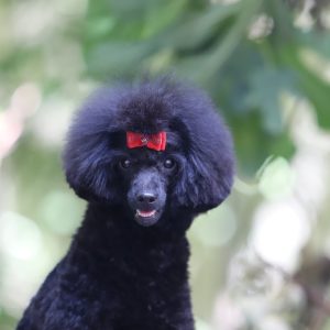 Toy Pudla