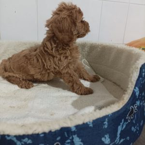 Maltipoo štenci