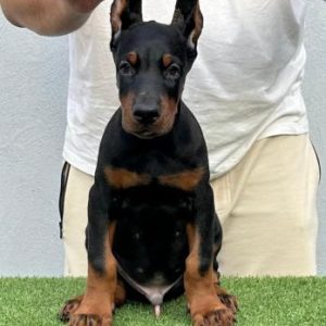 Doberman stenci na prodaju