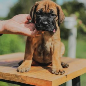 CANE CORSO prelepi štenci