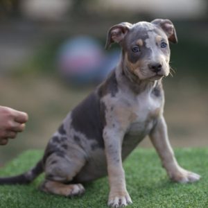 Američki pit bull terijer štenci