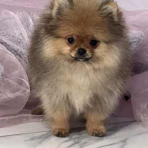 Pomeranac PRELEPI štenci