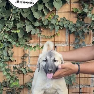 Turski Kangal štenci