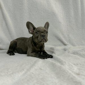 Francuski Buldog prelepi štenci