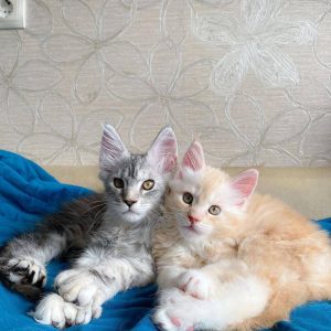 mainecoon kittens for sale