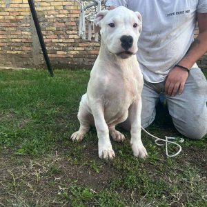 Stenci dogo argentino