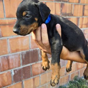 DOBERMAN ŠTENCI