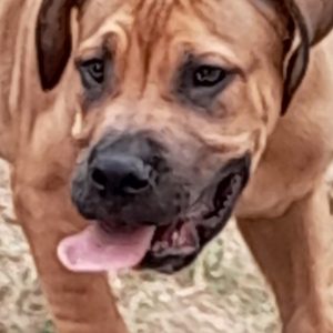 Boerboel-Južnoafrički mastif