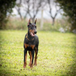 Doberman puppies for sale