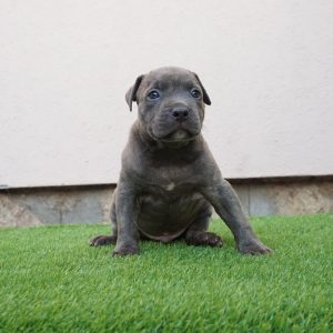 Pit bull bluenose muzijak na prodaju