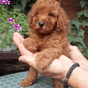 PUDLE, patuljaste i toy