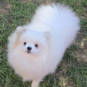 Prelepi pomeranci BOO-a