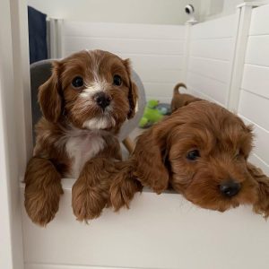 Cavapoo puppies WhatsApp na +40729247878