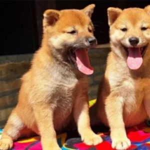 Shiba Inu Štenci