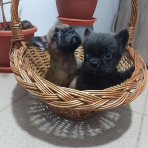 Francuski Buldog prelepi štenci