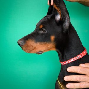 Doberman PRELEPI štenci