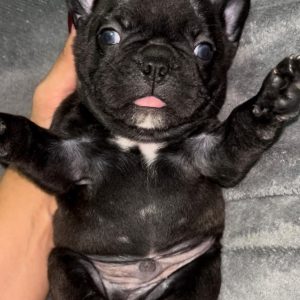 Francuski Buldog