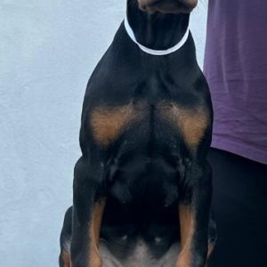 Doberman PRELEPI štenci