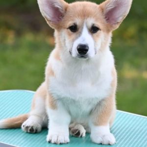 Velski korgi/Welsh Corgi Pembroke