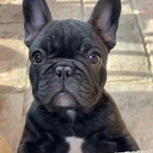 Francuski Buldog prelepi štenci
