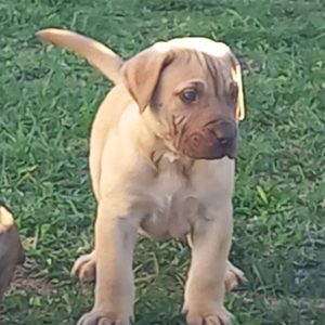 Presa Canario prelepi štenci