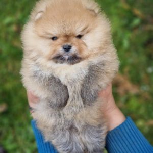 Pomeranac PRELEPI štenci