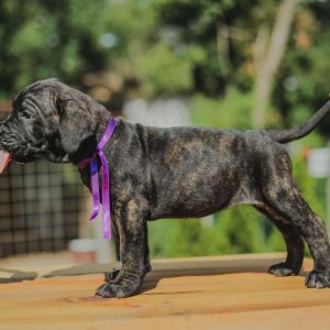 Cane Corso štenci
