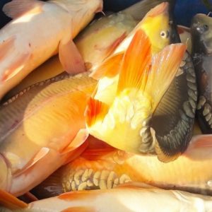 KONZUMNI SARAN 3 DO 5 KG EKSTRA KVALITETAN CIJENA POVOLJNA