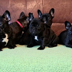 Francuski Buldog prelepi štenci