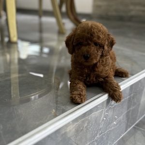 Toy i Mini Pudle štenci na prodaju
