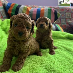 Toy Pudle