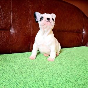 Francuski Buldog prelepi štenci
