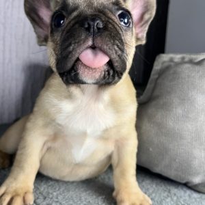 Francuski Buldog štenci