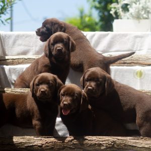 Labrador Retriver štenci